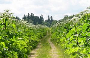 Российскими учеными найдена перспективная область применения борщевика Сосновского