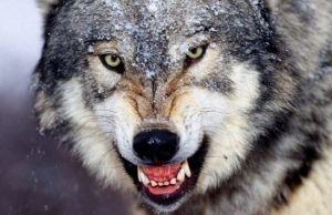 Токсоплазмоз превращает обычных волков в вожаков стаи