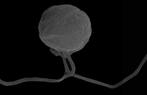 Ученые обнаружили на Земле новую загадочную форму жизни