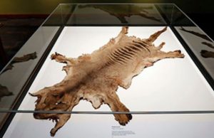 В шкафу австралийского музея нашли останки последнего известного тасманского тигра