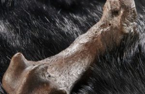 320 тысяч лет назад в моде были шкуры смертельно опасных пещерных медведей