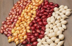 Лук севок: характеристики, правила выбора