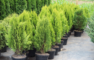 Хвойные растения: разновидности, правила ухода