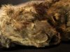 Якутская мерзлота идеально сохранила пещерного львенка возрастом 28000 лет