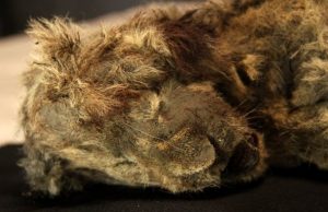 Якутская мерзлота идеально сохранила пещерного львенка возрастом 28000 лет