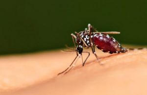 Новый сверхдолгий репеллент от комаров действует более восьми часов