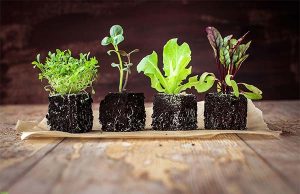 Каталоги посадочного материала «Лето-Осень»: особенности