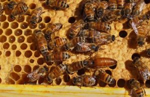 В США одобрена первая в мире вакцина для пчел