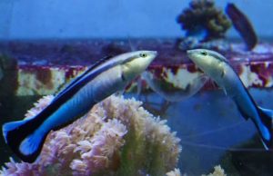 Японские ученые выяснили, что некоторые рыбы способны узнавать себя на фото