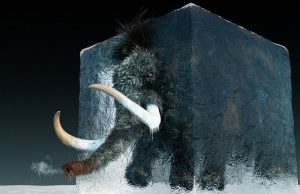 Ученые планируют клонировать первого шерстистого мамонта к 2027 году