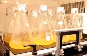 Австралийские ученые нашли фермент, который позволяет добывать электричество из воздуха