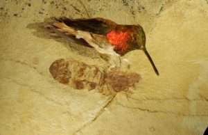 По всему миру находят окаменелости гигантских древних муравьев, которые ставят ученых в тупик