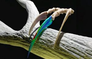 Самые большие когти в истории Земли были бесполезны в бою