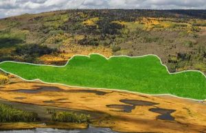 Самый крупный организм Земли медленно поедают прямо у нас на глазах