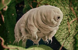 Секрет выживания тихоходок может спасти миллионы человеческих жизней