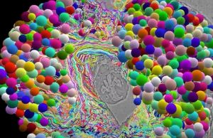 Ученые впервые создали полную карту мозга насекомого