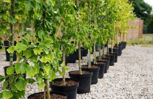 Саженцы растений: как выбрать и вырастить
