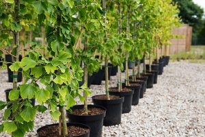 Саженцы растений: как выбрать и вырастить