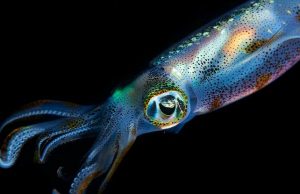 Биоинженеры сумели создать человеческие клетки с камуфляжными свойствами кальмара