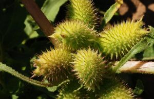 Смертельно опасный сорняк может подарить нашей коже вторую жизнь