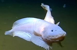 У берегов Японии обнаружили самую глубоководную рыбу в мире