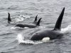 Атлантические касатки обучают своих детенышей атаковать лодки и яхты