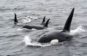 Атлантические касатки обучают своих детенышей атаковать лодки и яхты
