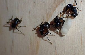 Энтомологи впервые обнаружили у муравьев имитацию «коллективной смерти»