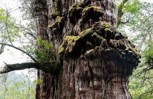 Кипарис Прадедушка из Чили совсем скоро может стать старейшим деревом планеты