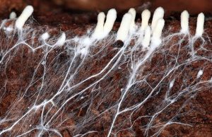 Одежда будущего может стать живой и способной к самовосстановлению