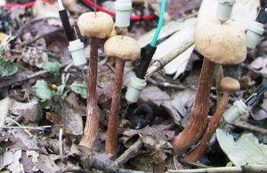 Сильный ливень мотивирует грибы на разговоры