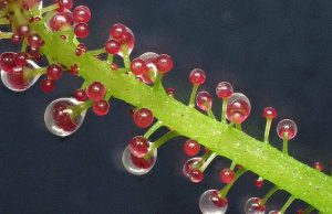 Эта уникальная тропическая лиана может по желанию становиться плотоядной