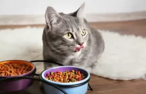 Как правильно выбрать сухой корм для кошек: советы и рекомендации