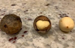 Лекарственные растения австралийских аборигенов идеально заживляют раны