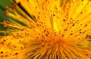 Насекомые опылили первый цветок 140 млн лет назад — и это были не пчелы