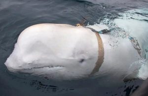 Российский «кит-шпион» вернулся и жаждет любви