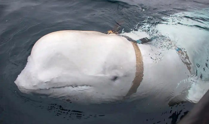 Российский «кит-шпион» вернулся и жаждет любви 