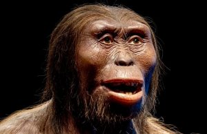 Ученые из Кембриджа узнали новые подробности о самом знаменитом австралопитеке Люси