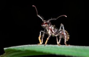 Ученые раскрыли секрет самого болезненного укуса насекомого в мире