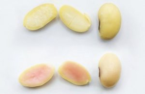 Добавление генов животных в сою позволит выращивать свинину как растение