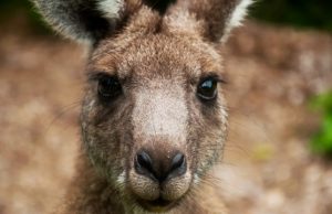 Сухожилия кенгуру дадут людям более мощные и здоровые колени
