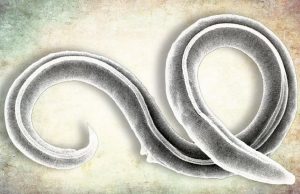 Ученые успешно воскресили древнего сибирского червя после 46 000 лет спячки