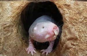 Большая часть жизни на нашей планете обитает под землей