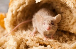 Ученые впервые обнаружили, что глютен может провоцировать воспаление мозга