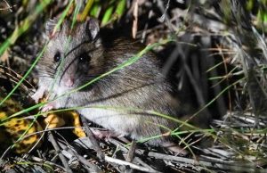 Зоологи обучают животных-эндемиков охотиться на новую неизвестную добычу