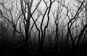 900 тысяч лет назад некая катастрофа уничтожила 98,7% всех предков человека