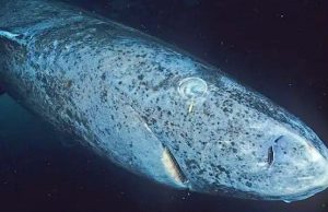 На Карибах обнаружили древнюю акулу из Гренландии