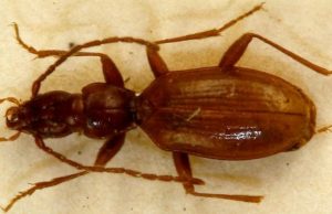 Названного в честь Гитлера жука хотят переименовать ради его спасения от неонацистов