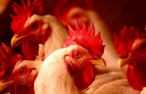 Новый ИИ из Японии поможет распознать язык куриц