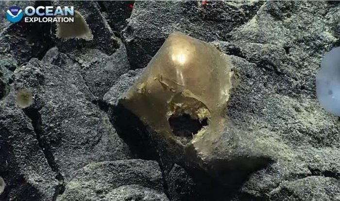 Ученые нашли на дне Тихого океана неизвестный золотистый объект 